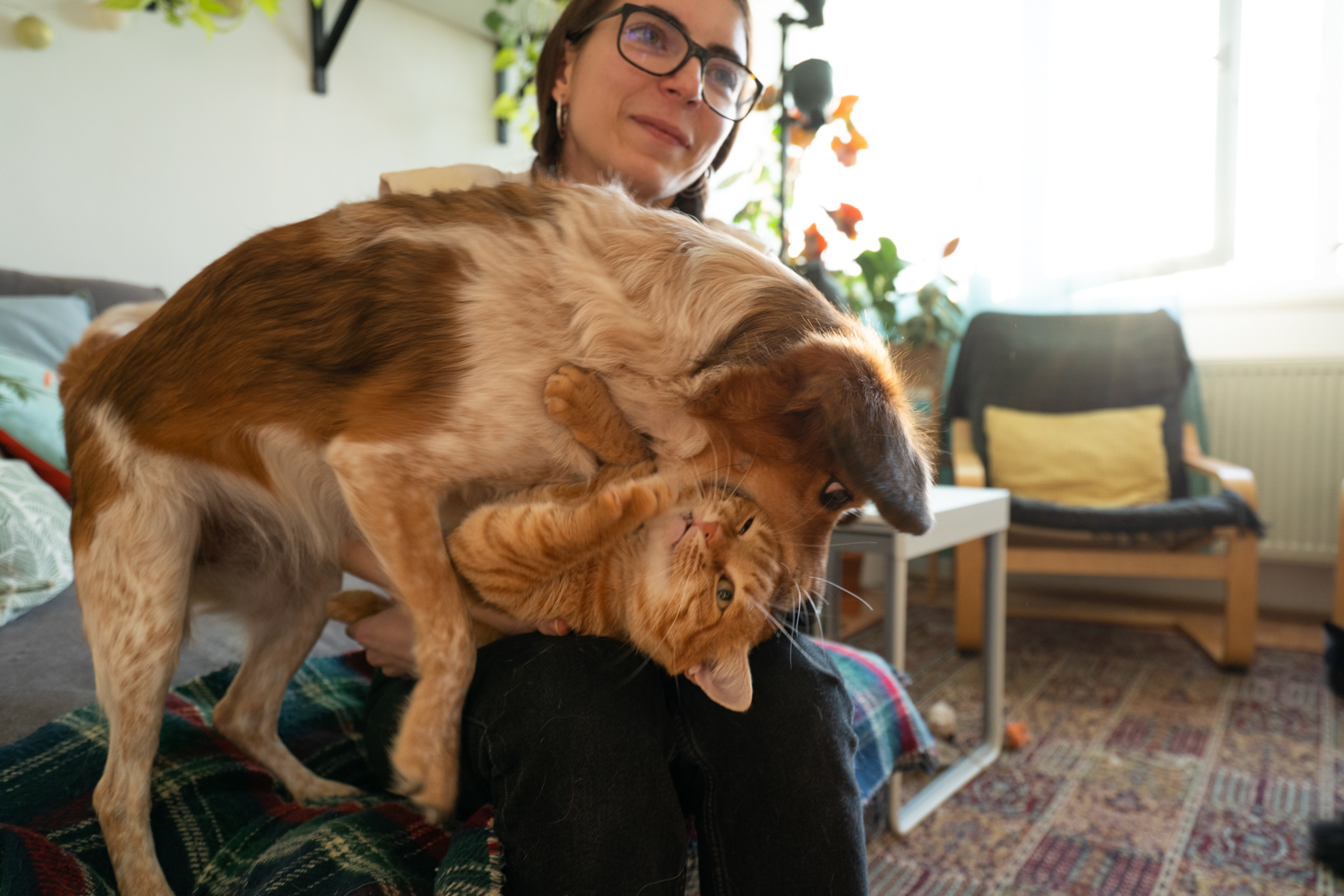 the dog's home oameni si caini