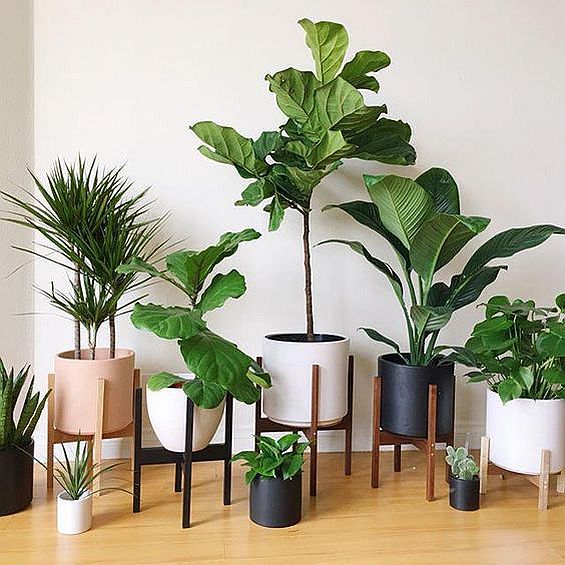 dormitor plictisitor plante