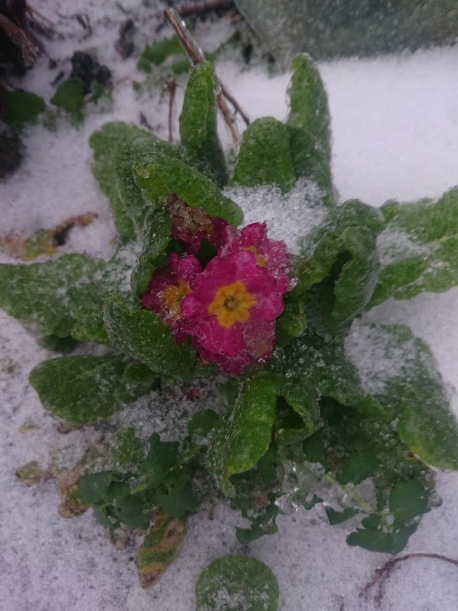 Gradina de flori iarna