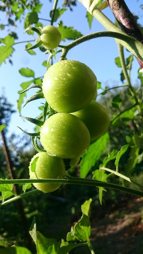 permacultura gradina de legume - rosii