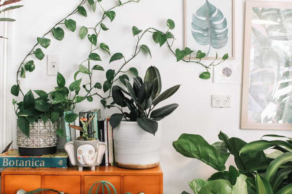 plante verzi living mic