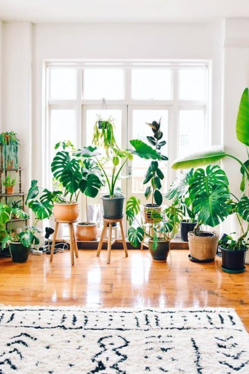 trucuri casa eco-friendly plante