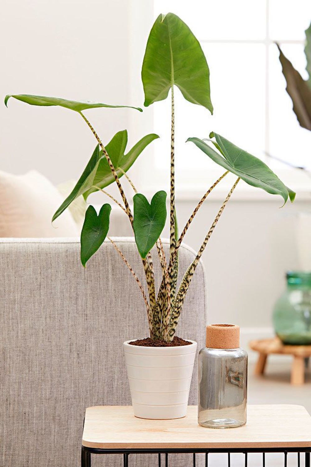 plante de apartament cu frunze mari alocasia zebrina