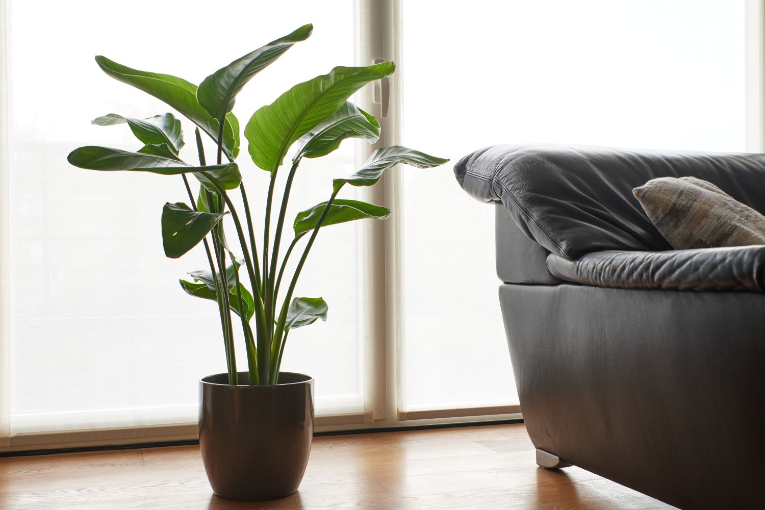 plante de apartament cu frunze mari strelitzia nicolai