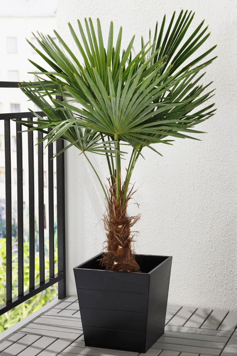 plante de apartament cu frunze mari trachycarpus fortunei