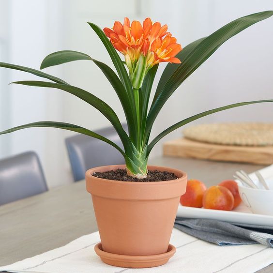 plante de interior cu flori clivia la ghiveci