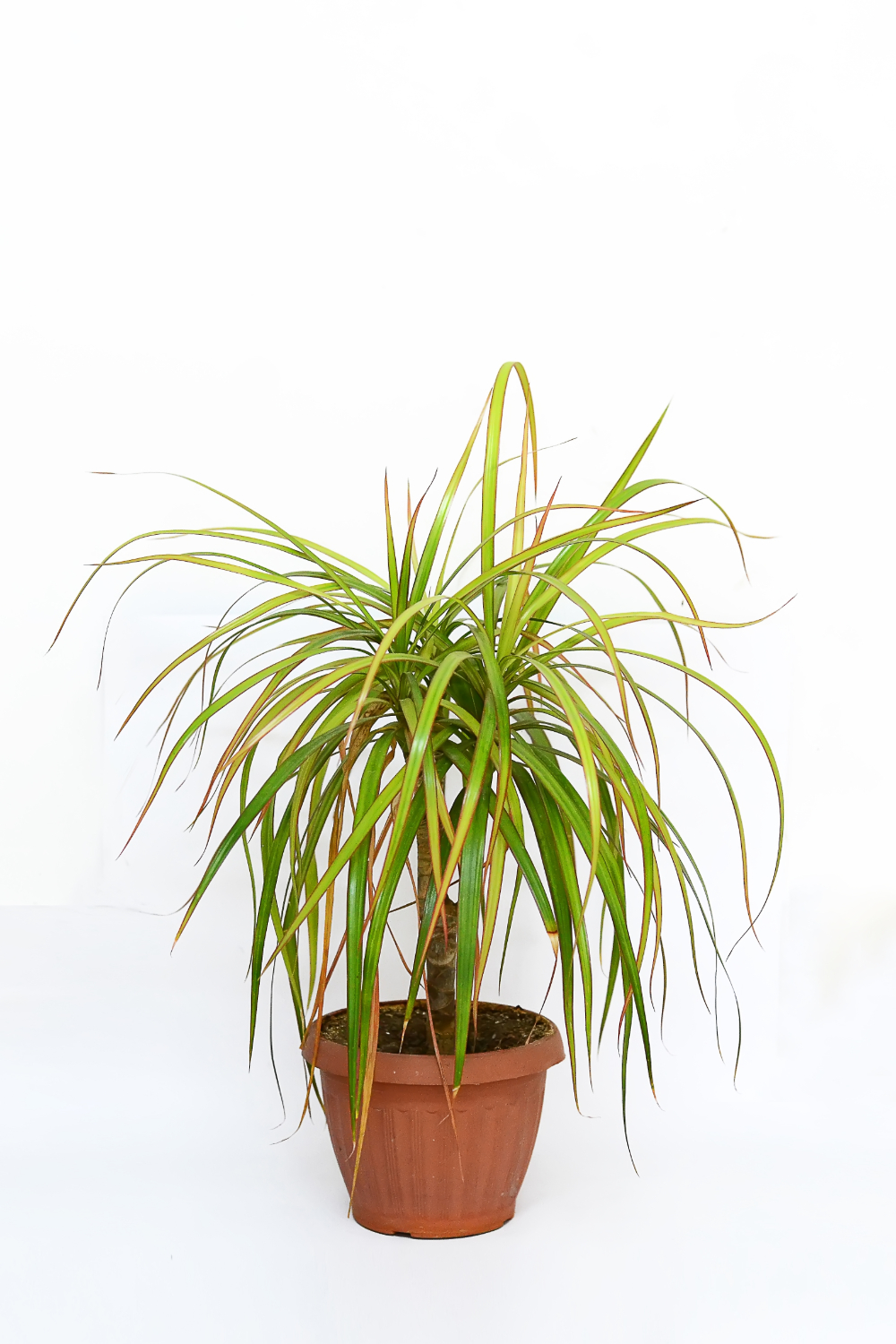 plante de apartament dracena