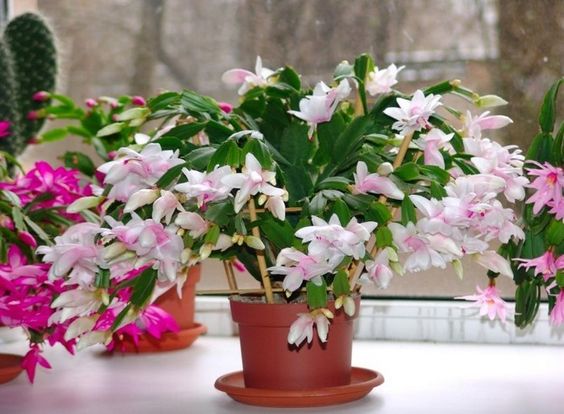 planta de interior cu flori Schlumbergera