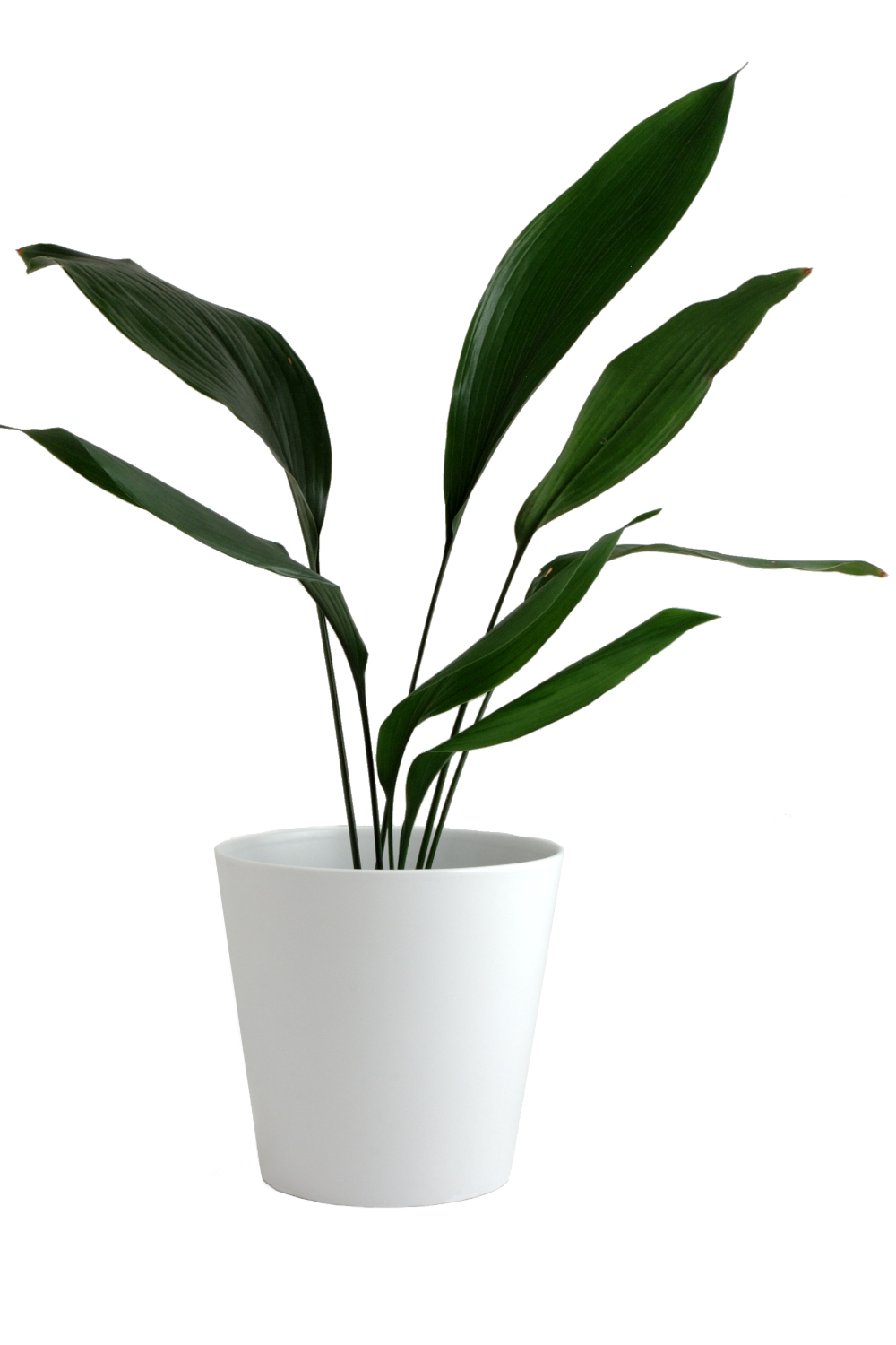 plante de interior rezistente aspidistra elatior 2