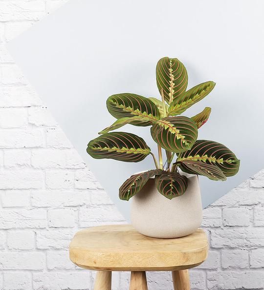 plante decorative de interior maranta