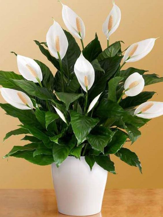 plante decorative de interior spatifilum
