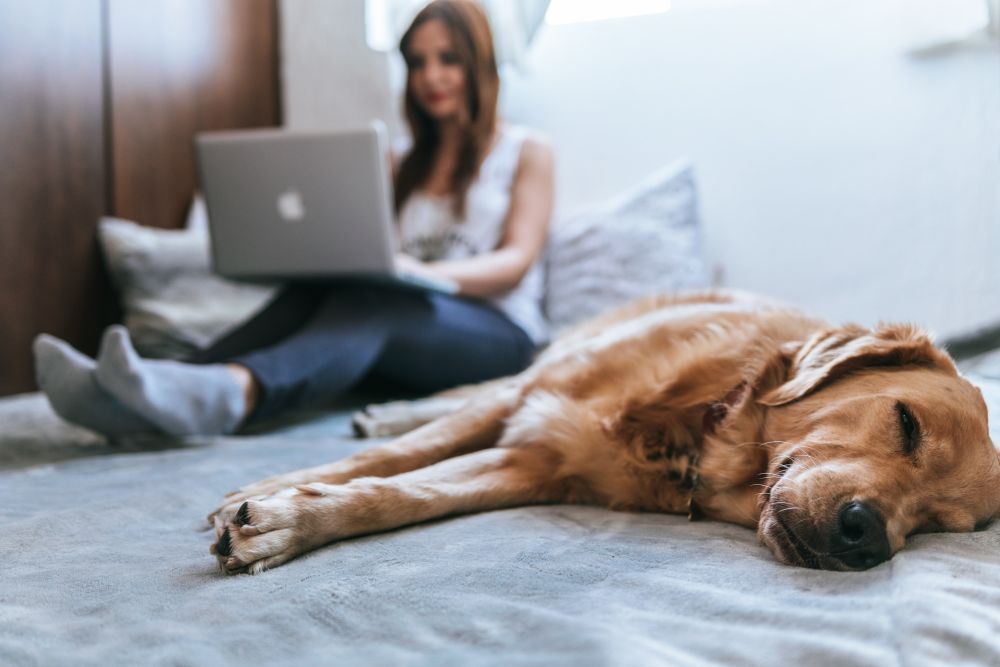 animal de companie
