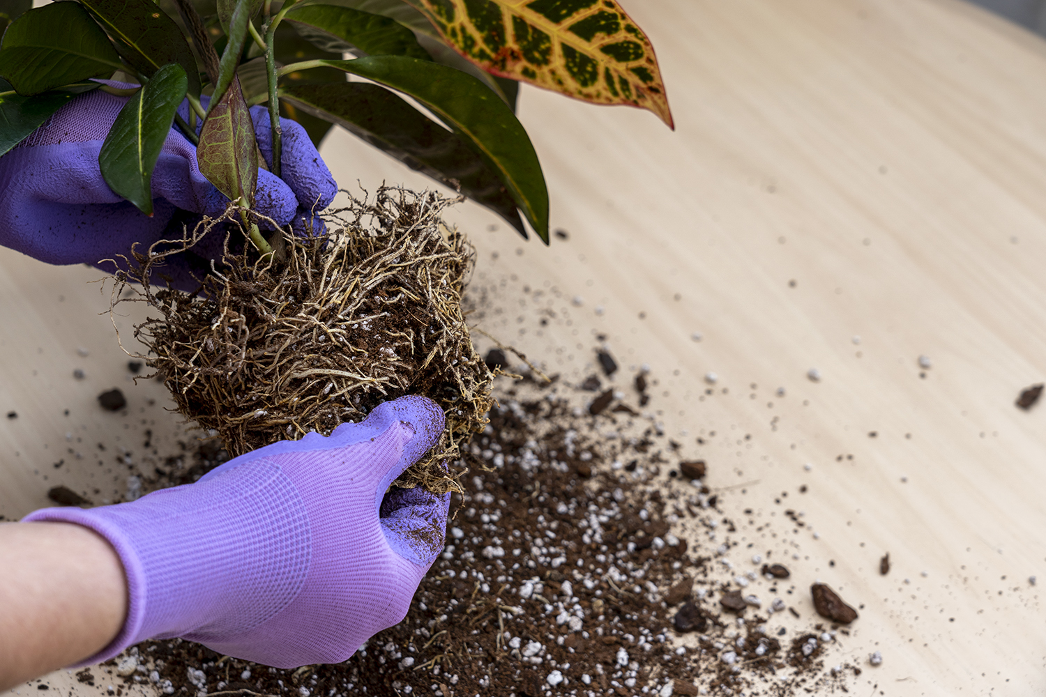 Replantare plante de apartament