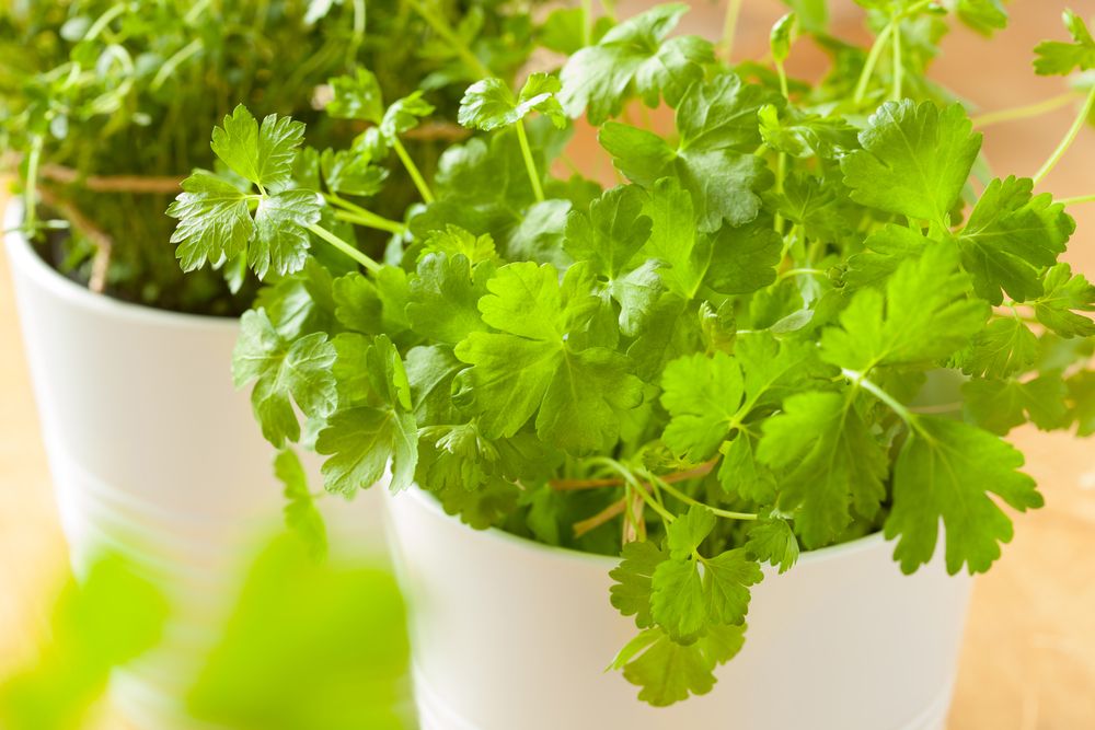 Ierburi aromatice coriandru