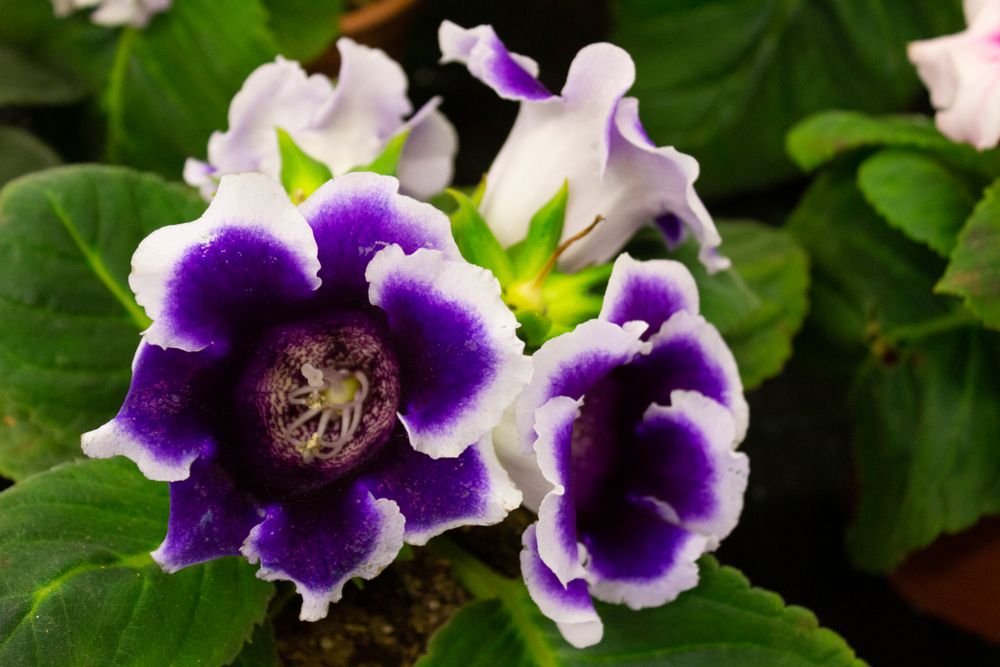 plante de interior
