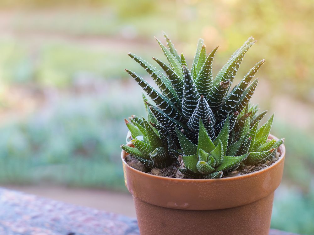 plante de apartament verzi