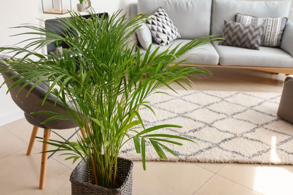 plante de interior palmier areca