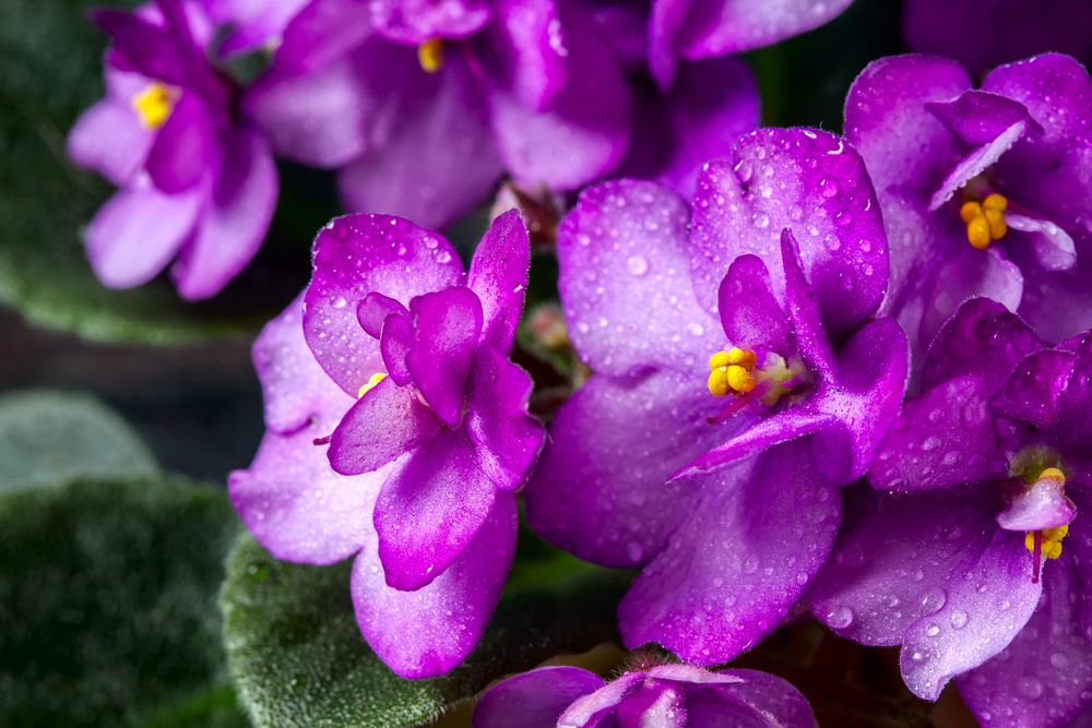 plante de apartament violete africane
