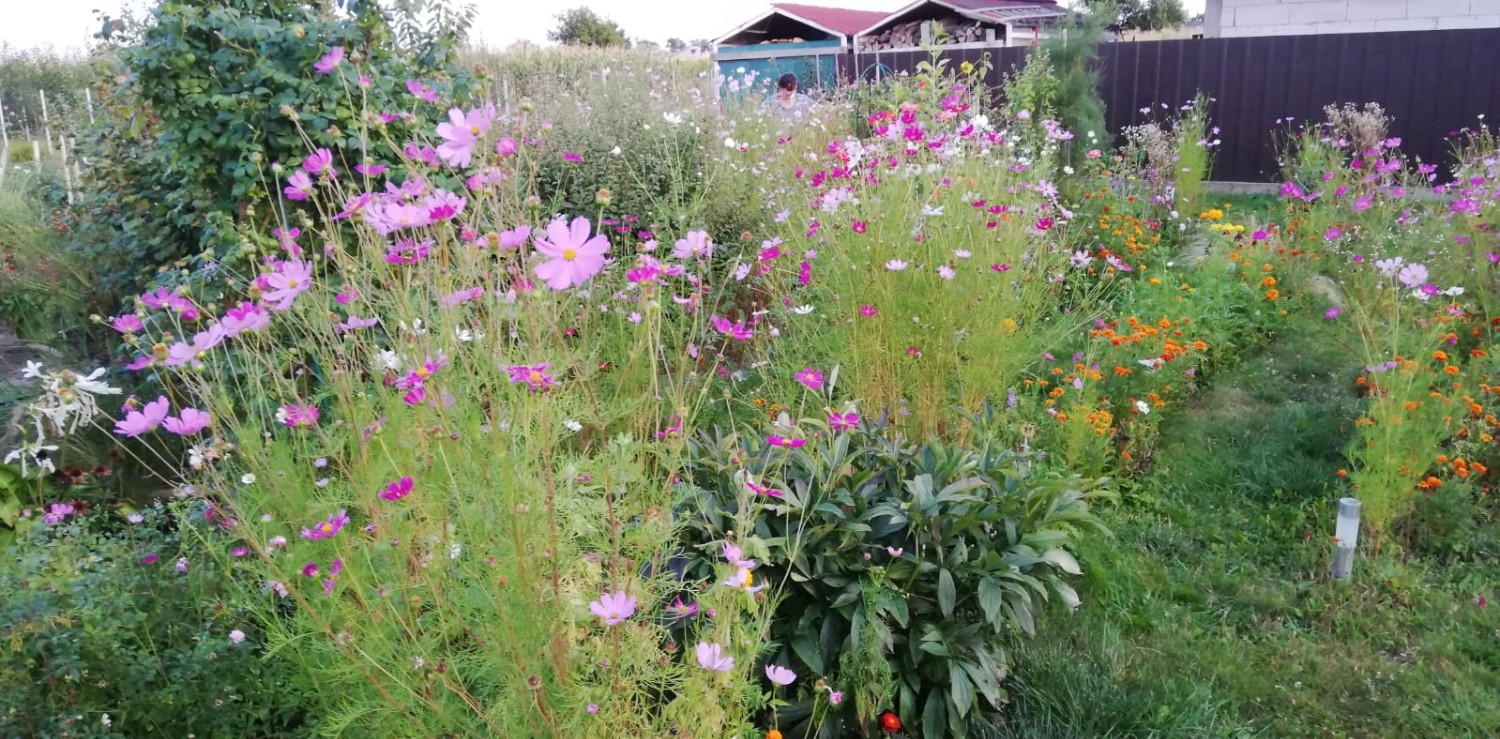 Plante Anuale_Cosmos