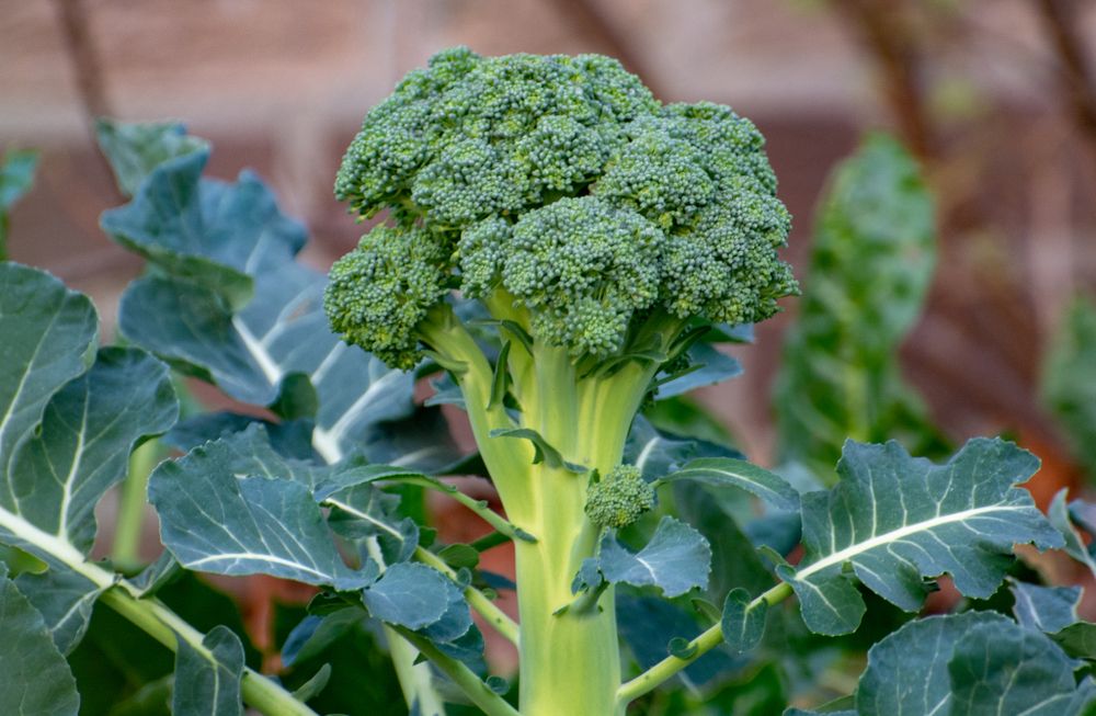 Legume pentru grădină broccoli