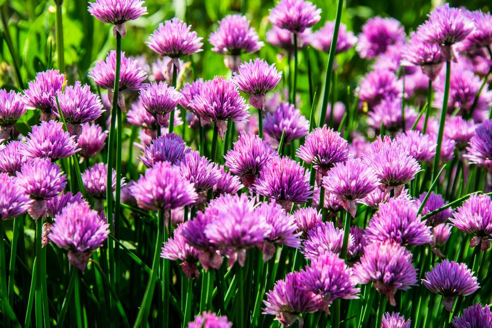 plante repelente arpagic