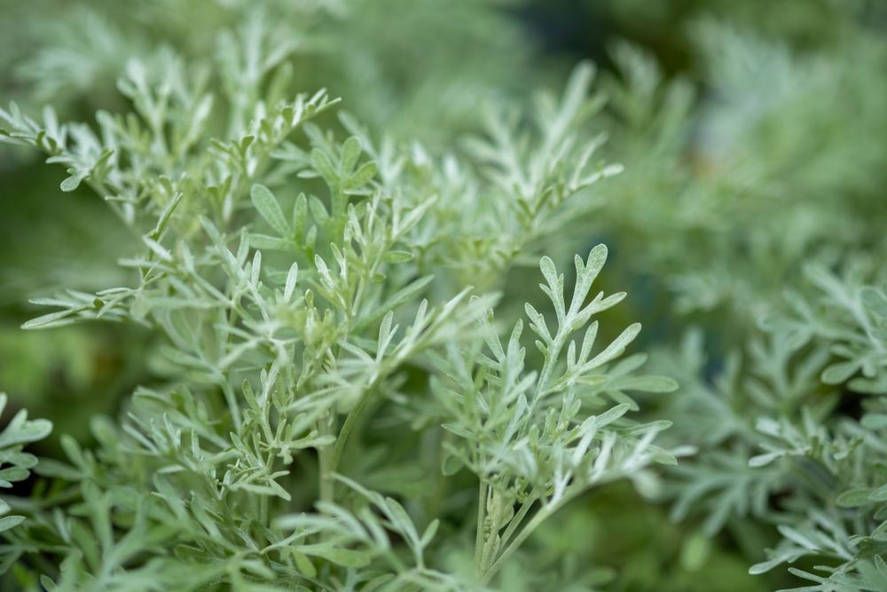 plante care alunga insectele