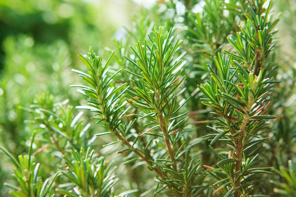 plante care alunga insectele