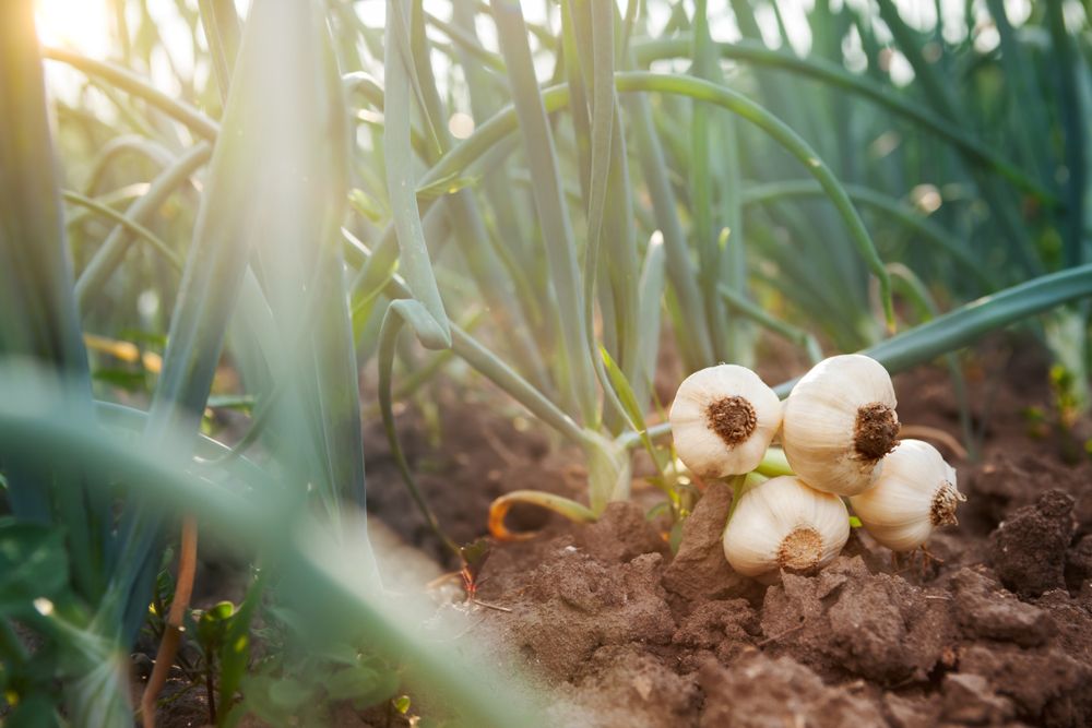 plante repelente usturoi