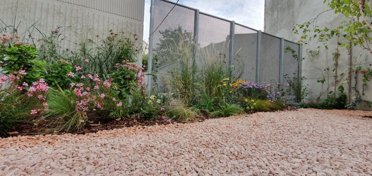 Plante perene zona soare