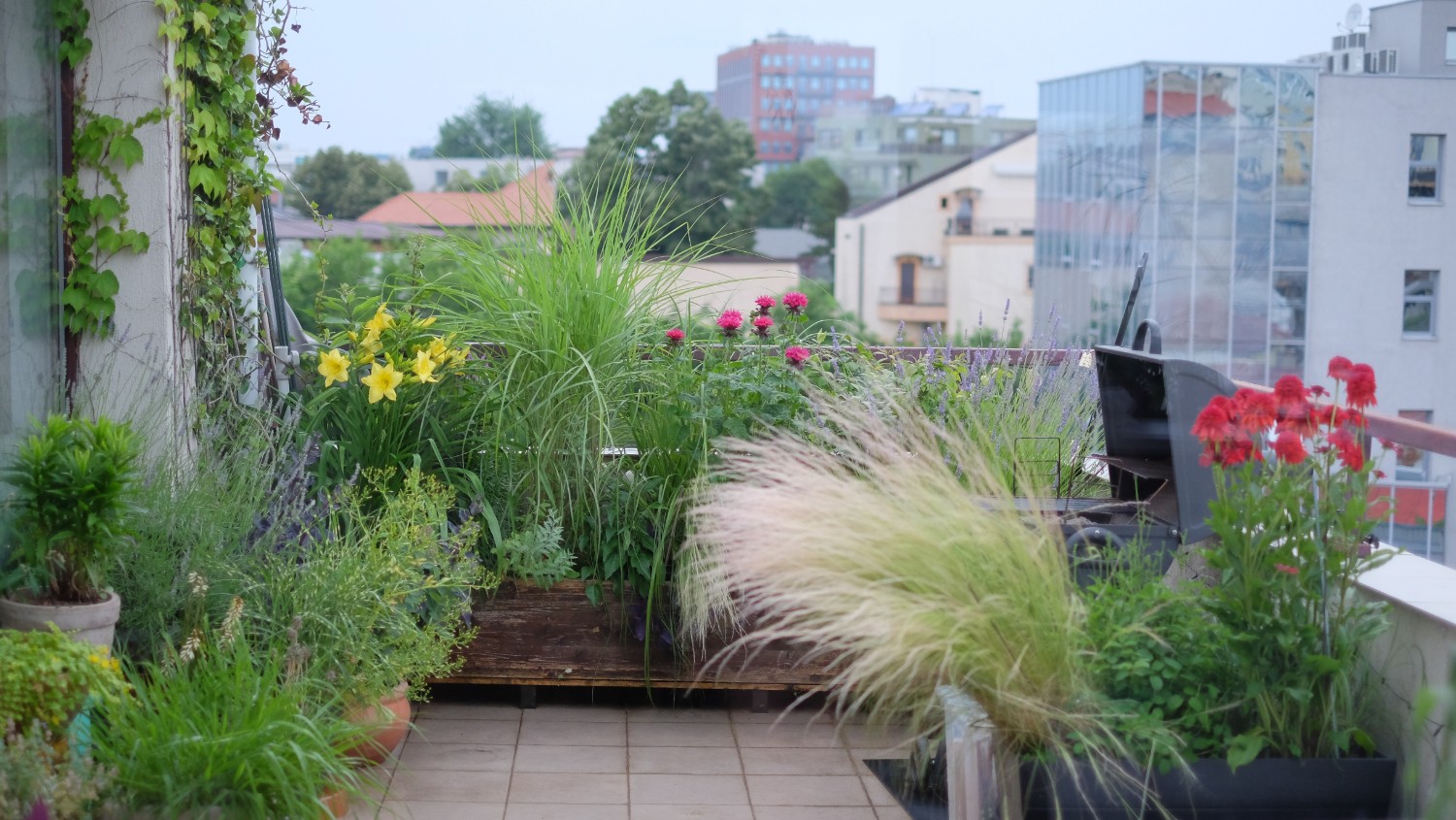 3.1. Mix plante pentru zone cu soare- expuse-vara