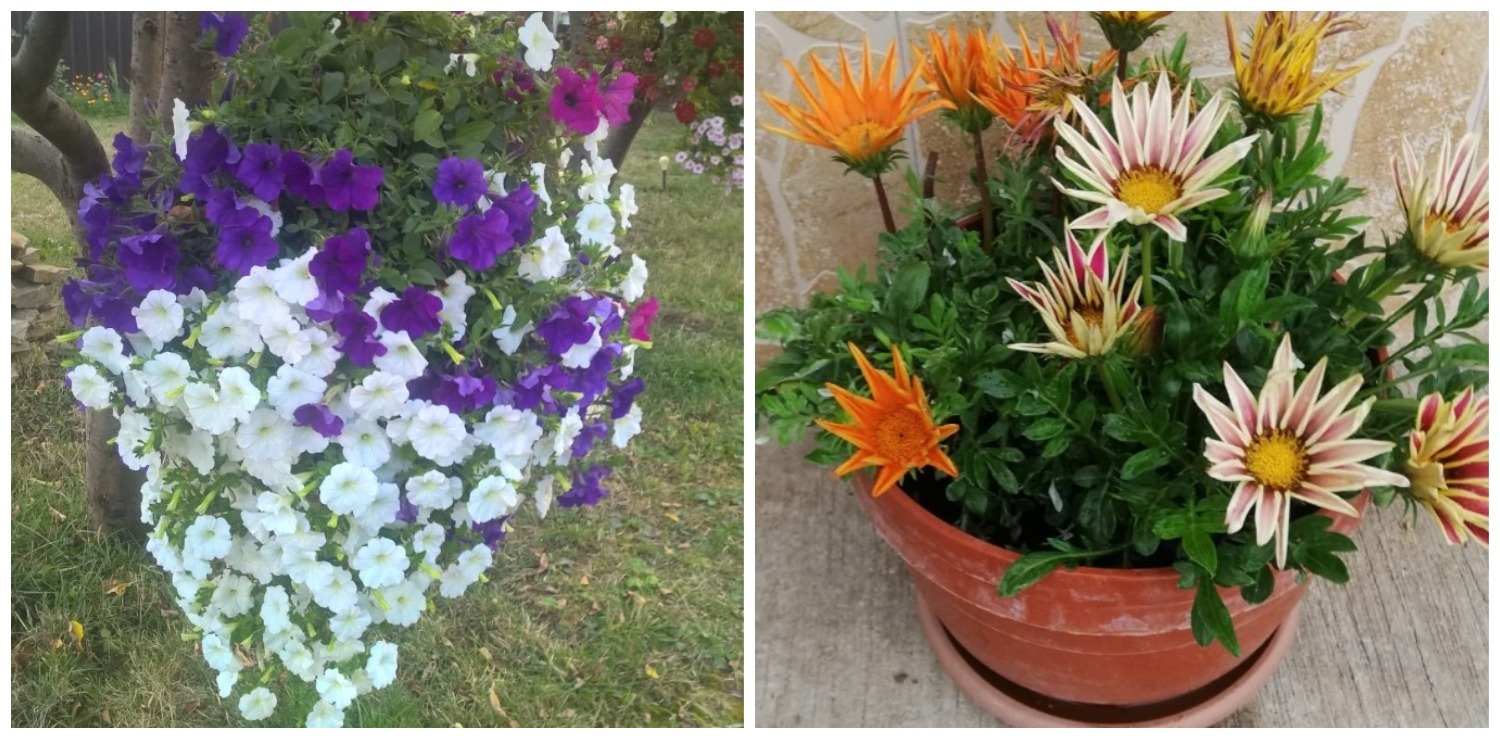 Petunii și Gazania