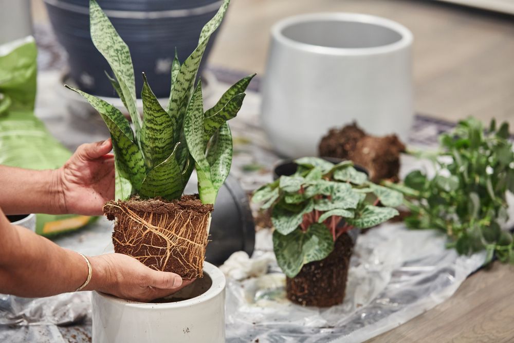 Sansevieria replantare