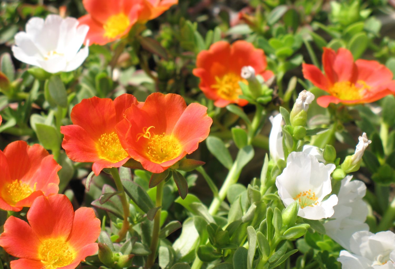 inflorire portulaca grandiflora