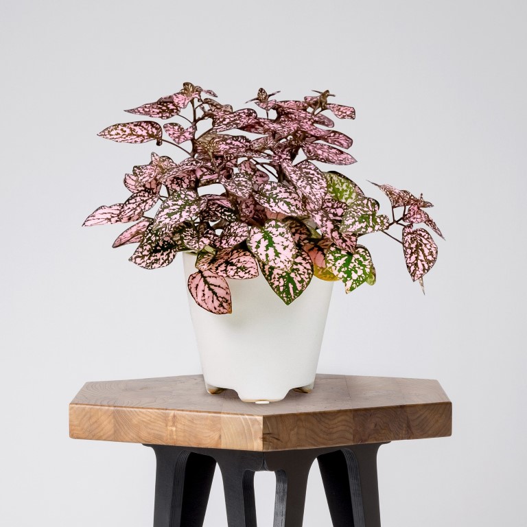 Polka Dot planta