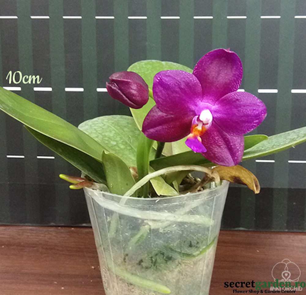 Orhidee Phalaenopsis Ember ușor parfumată via Secret Garden