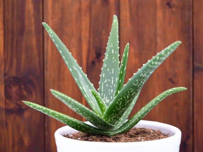 Planta Aloe