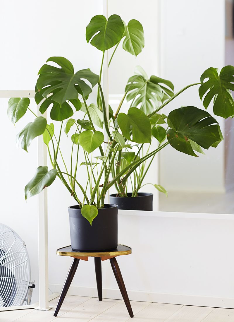 plante de apartament rezistente Plantă Philodendron
