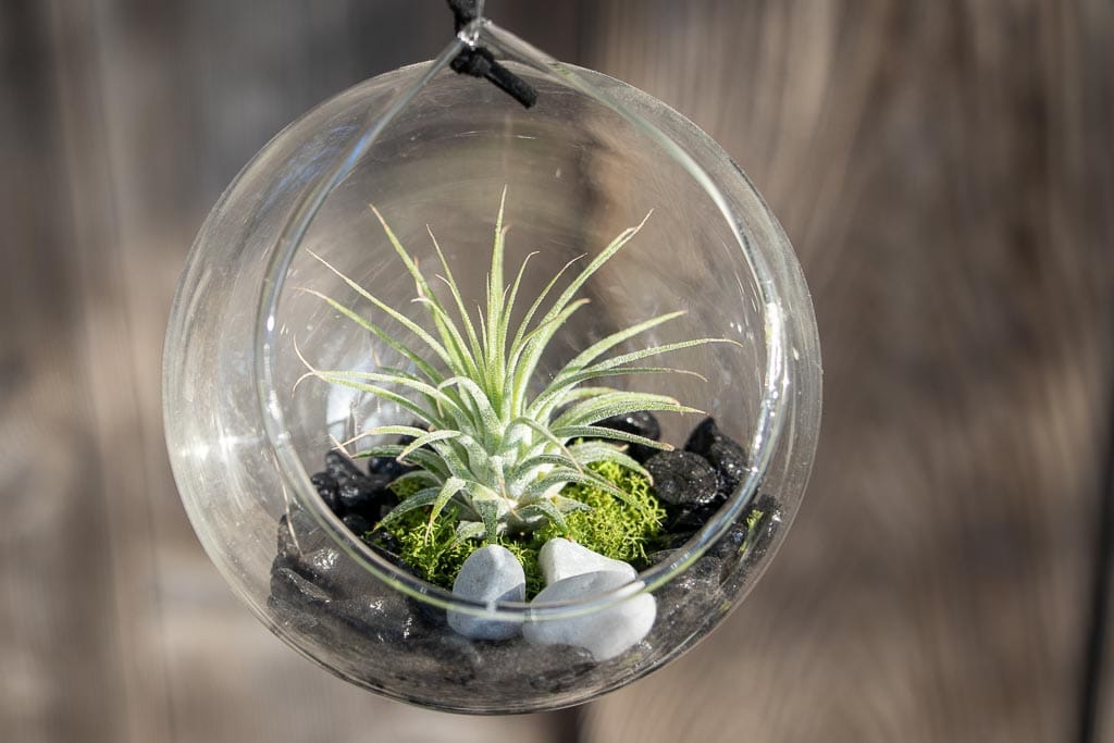 plante de apartament rezistente Plantă de aer