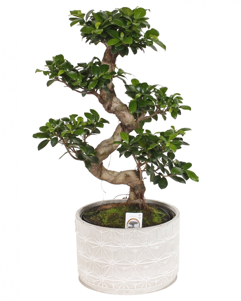 ficus bonsai