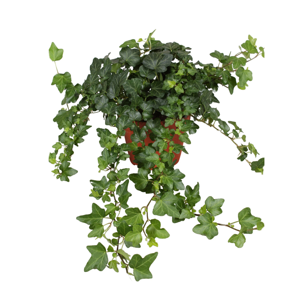 iedera hedera wonder