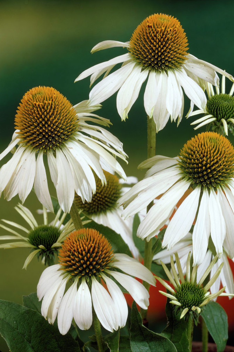 echinaceea alba