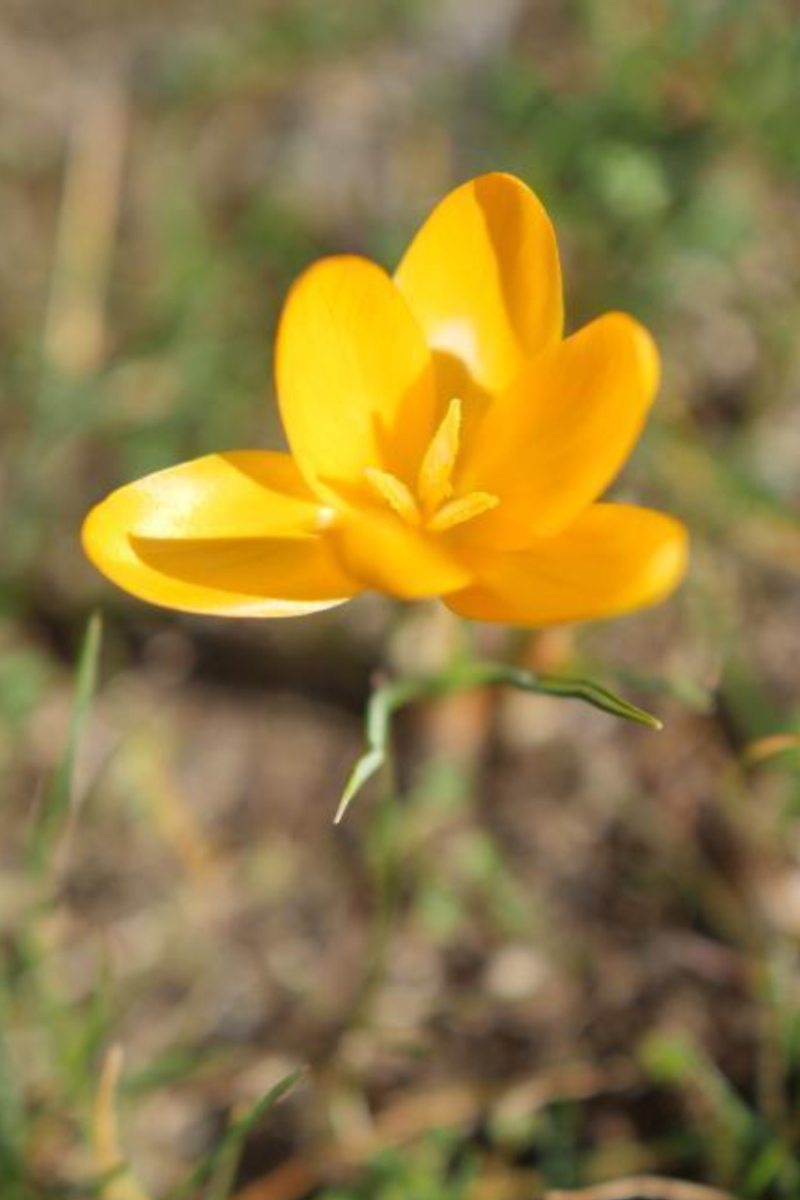 flori de curte crocus branduse galbene