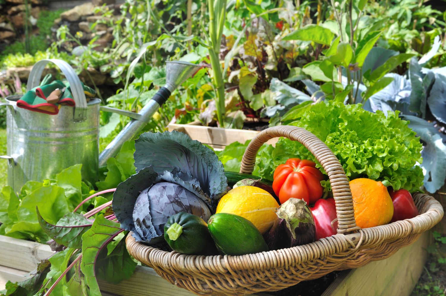 legume compatibile gradina