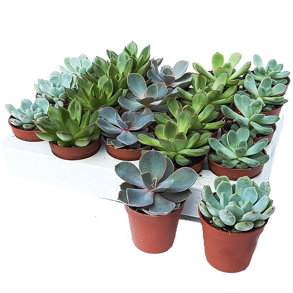 idei masa festiva cactusi