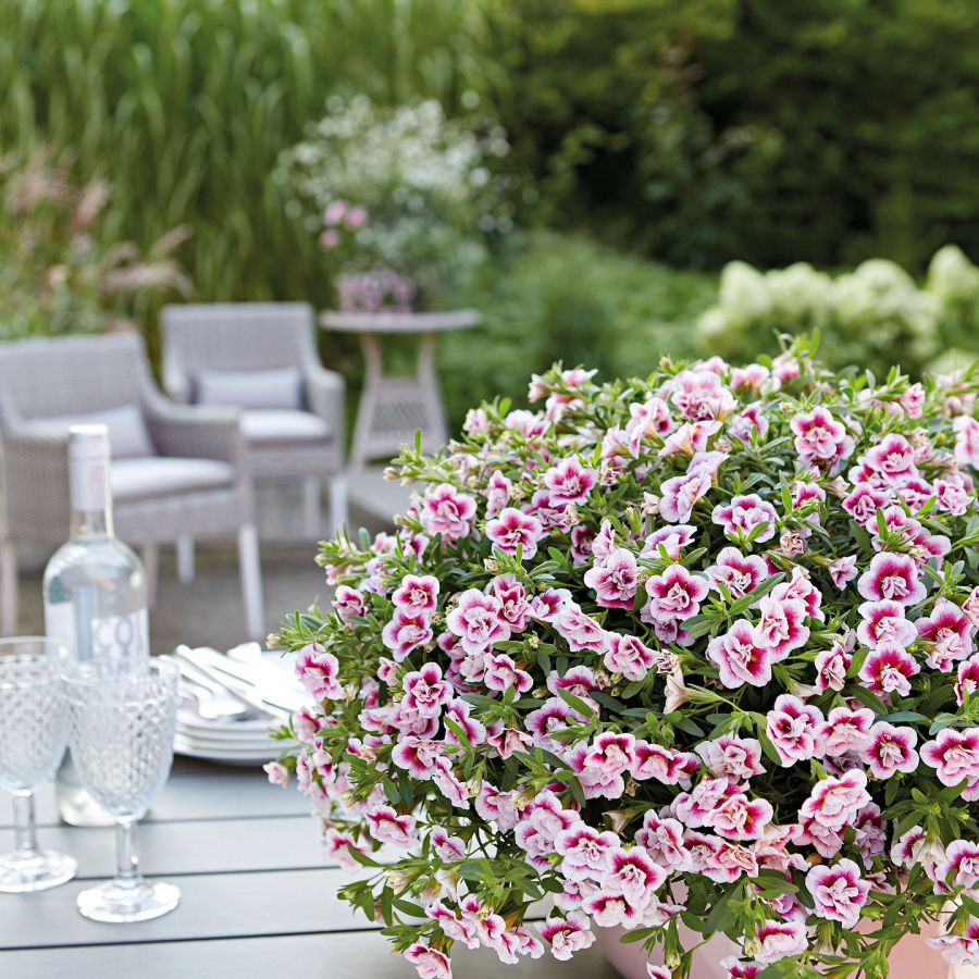 flori pentru balcon mini petunii calibrachoa