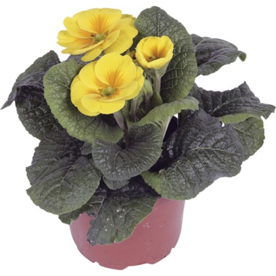 flori pentru balcon primula acaulis