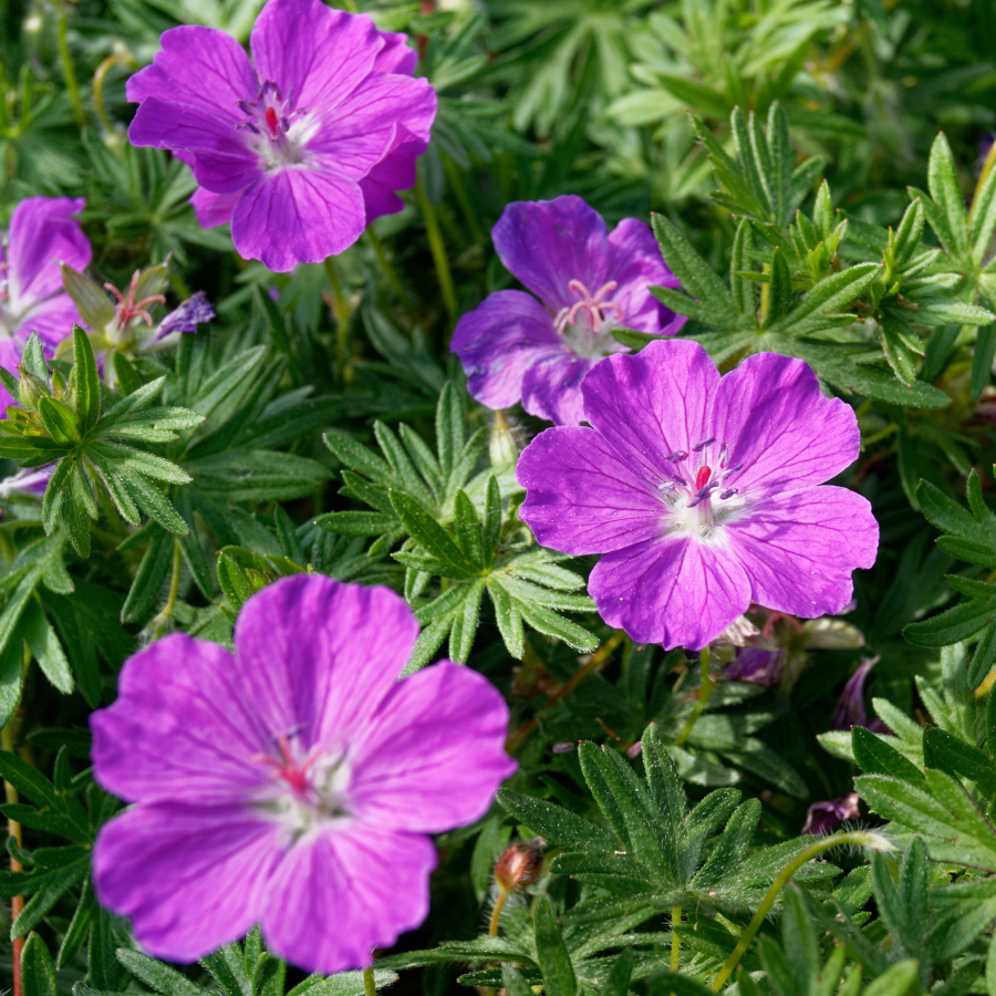 geranium muscate