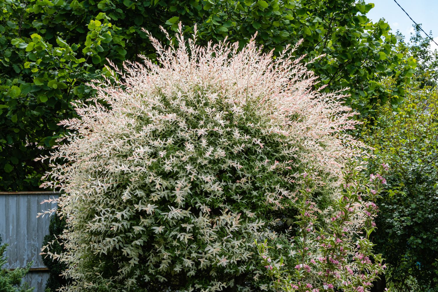 salcie japoneza salix flamingo
