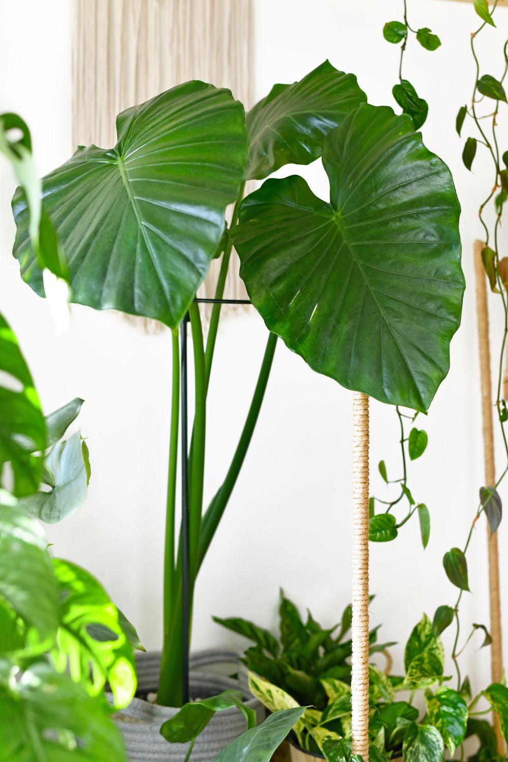 alocasia planta elefant
