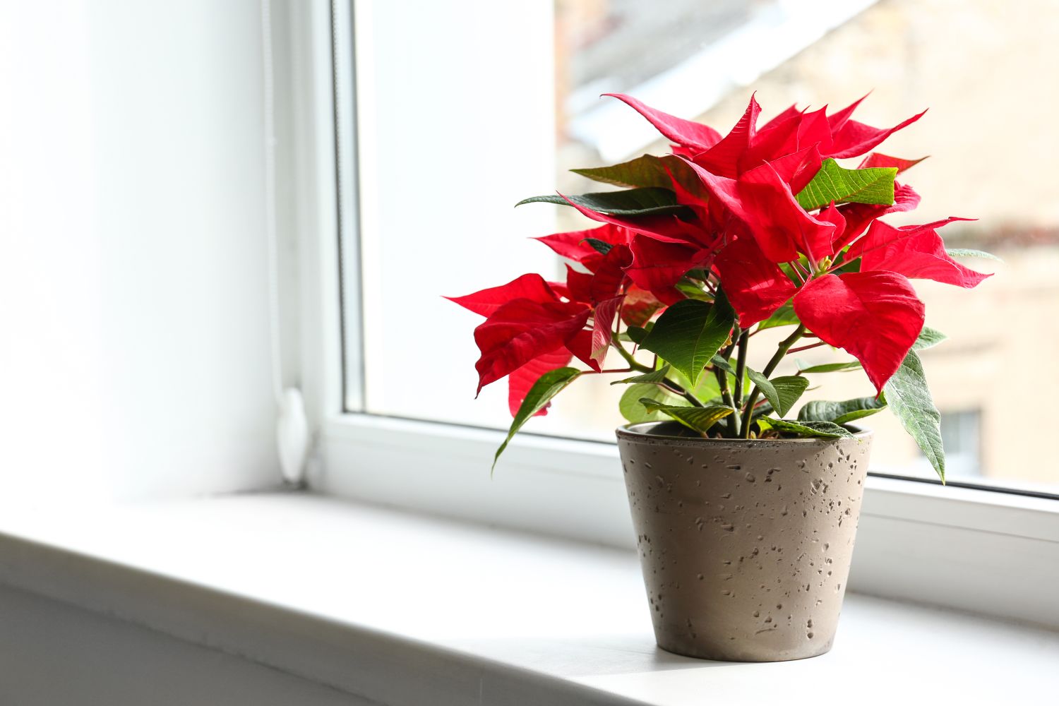 craciunita poinsettia